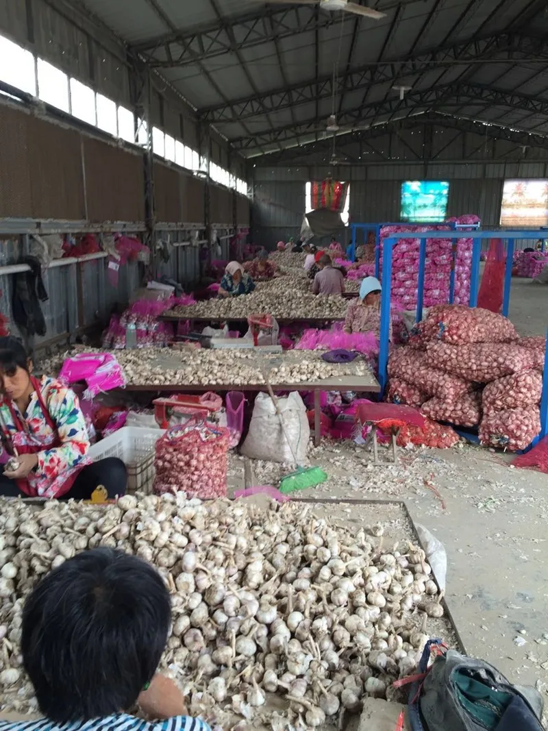 2017 New Crop Garlic Harvest in Hot Sale