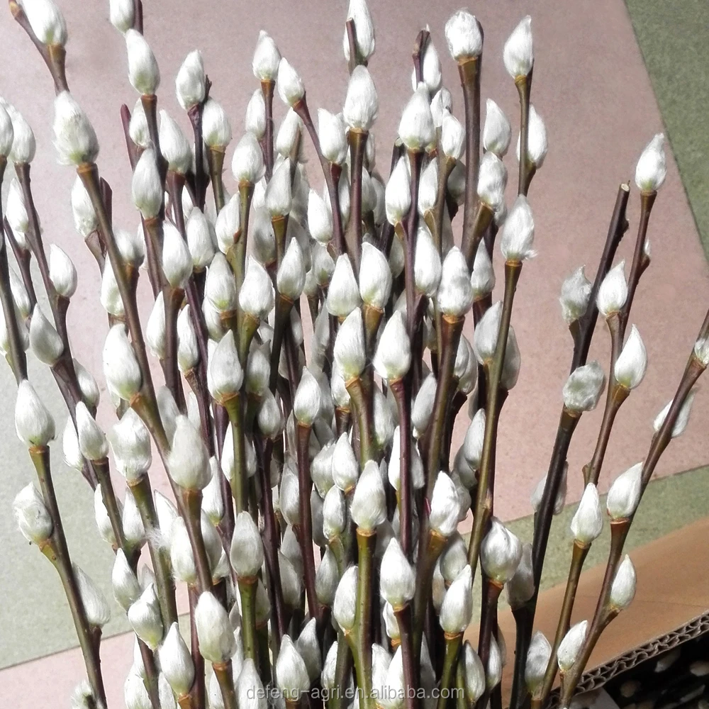 Wholesales Beautiful Fresh Flower Colorful Pussy Willow For Decoration Flower Buy Pussy Willow