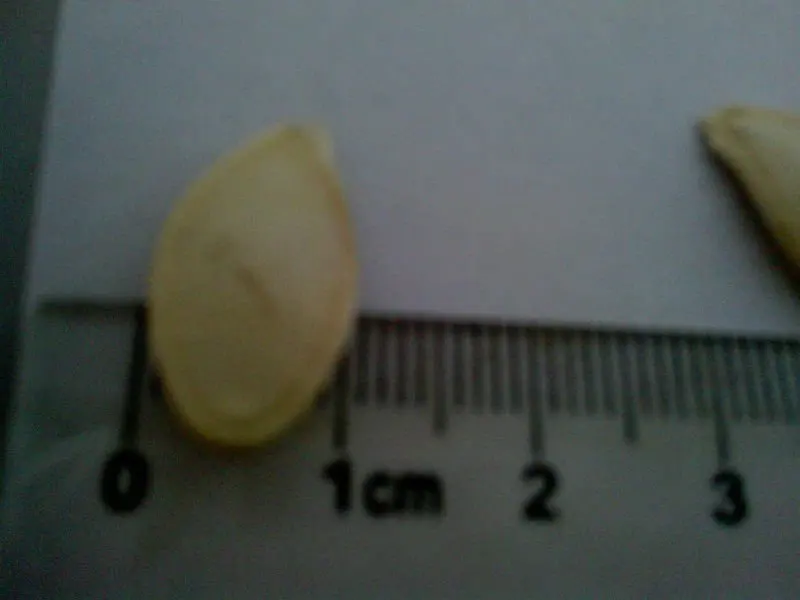 shine pumpkin seed (5)