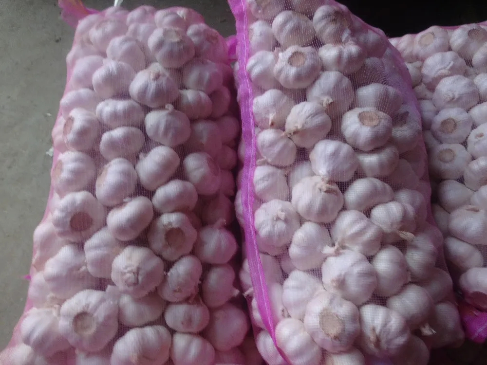 China 2014 Jinxiang Fresh Garlic,garlic Factory
