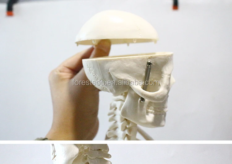 11 Anatomy skeleton.jpg