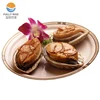 High quality Frozen fresh Abalone in shell fish seafood wholesale