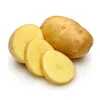 fresh potato holland potato for export / import