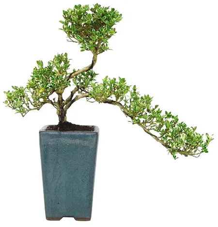 
15cm 20cm 30cm Living Bonsai Podocarpus Acer Ginkgo Ilex metasequola pseudolarix amabilis rhododendron simsii 