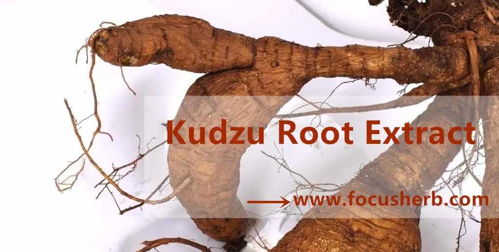 Kudzu Root Extract.jpg