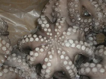 600 Gambar Cumi Cumi Sotong Terbaik 600 Gambar Cumi Cumi Sotong Terbaik