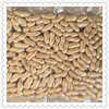 peanut in shell peanuts with shell