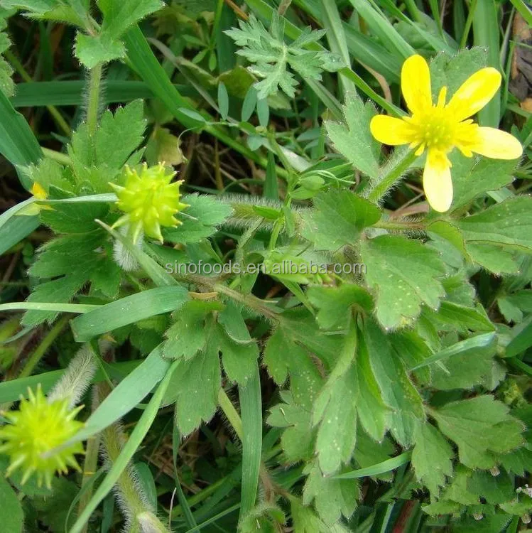 Mao Zhua Cao Chinese Traditional Herb Cat's Claw Buttercup Root Buy