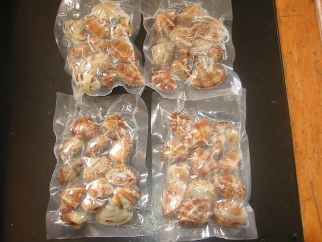 BABY CLAM-VACUUM PACKED.JPG