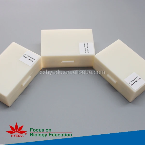 Mammal histology slides (2).jpg