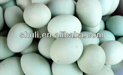 3000 pcs per hour egg washing machine egg cleaning machine for chicken duck  goose eggs--Jiaozuo Zhoufeng Machinery Co.,Ltd