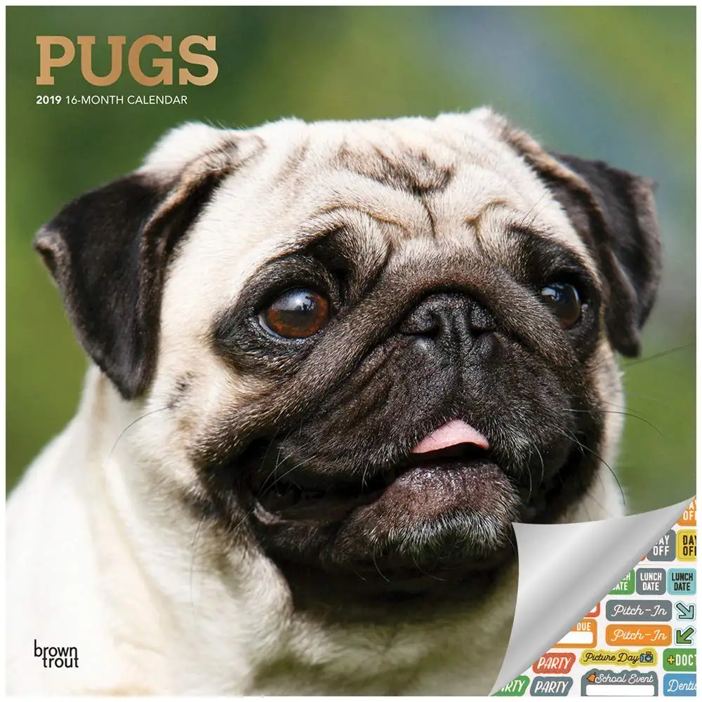 Cheap Pugs Sale Find Pugs Sale Deals On Line At Alibaba Com