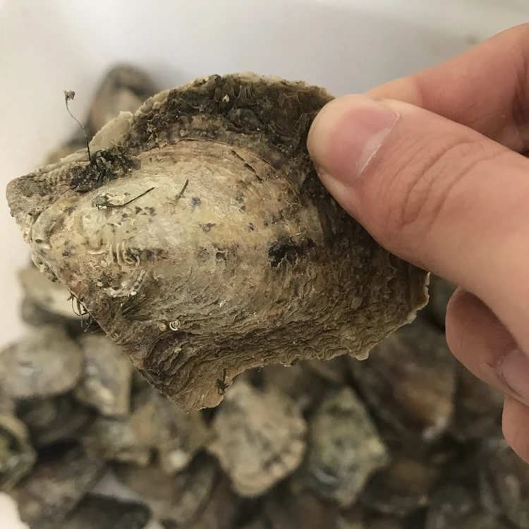 68mm Wholesale White Pearl Oyster Cultured Saltwater Oyster Pearls Buy Oyster Pearls