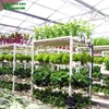 Indoor Plant Hydroponic Set In Greenhouse