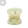 3d teeth models dental teaching tooth dental study model