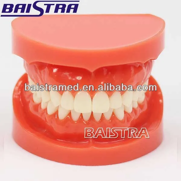 dental study model