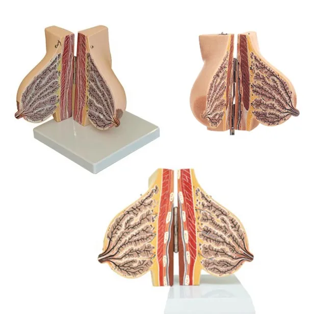 泌乳模型中乳腺教学的高质量