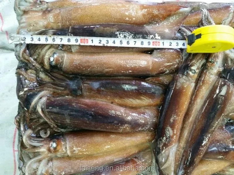 Frozen Fresh Whole Live Round Squid For Sale - Buy Fresh Squid For Sale