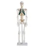 Medical human wholesale 85cm plastic anatomical teaching skeleton models with nerves and blood vessels