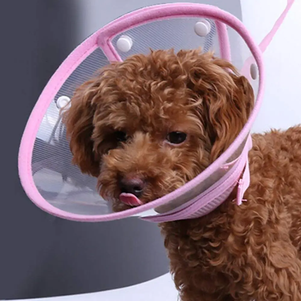 Buy KONG EZ Soft E Collar For Cats And Dogs In Cheap Price On Alibaba