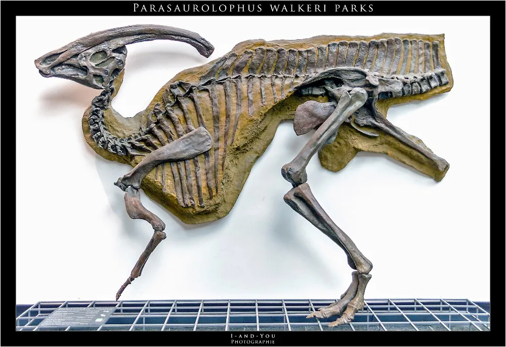 life size dinosaur skeleton for sale