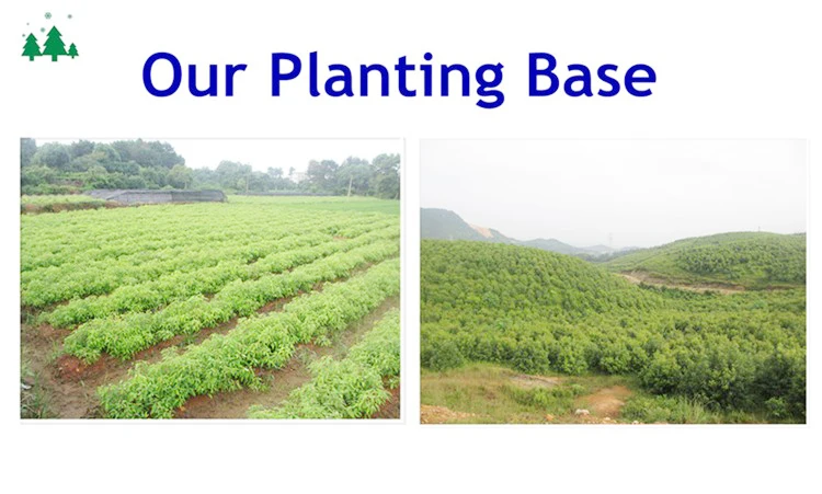 Planting base 1.jpg