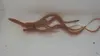 live eel