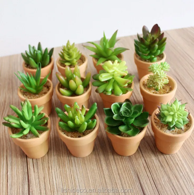 High Quality Artificial Succulent Plants Export Succulent Plants Buy