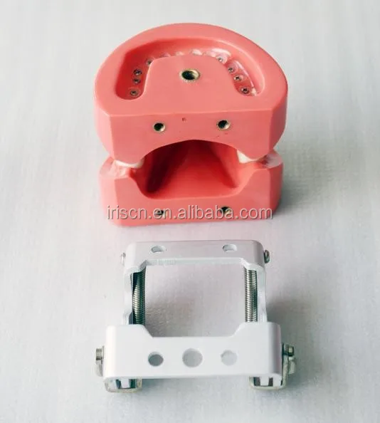 Jaw models and articulator.jpg