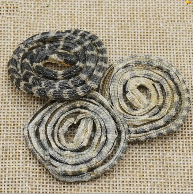 dried bungarus parvus (3).jpg