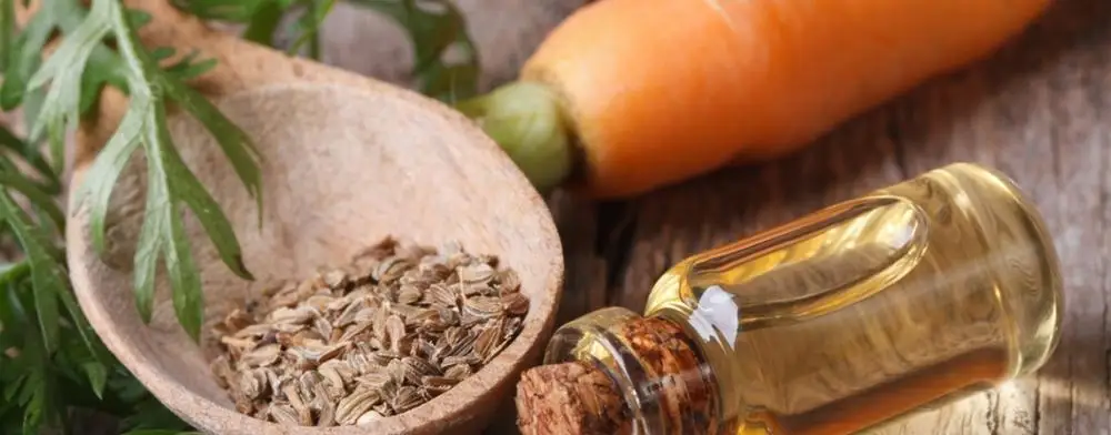 carrot-seed-oil.jpg