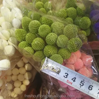 Bunte Erhalten Getrocknet Golden Ball Blume Haufen Online Grosshandel Aus China Buy Erhalten Getrocknet Golden Ball Blume Kleine Kugelform Ewige Blume Online Grosshandel Konservierte Blume Shop Product On Alibaba Com