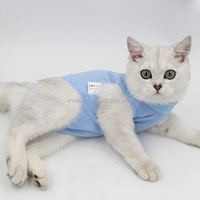 cat clothes petsmart