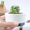 Hot sale eco friendly natural live plant mini cactus plant Pot