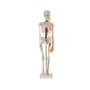 85 cm Human Anatomy Skeleton With Nerves And Arteries Model