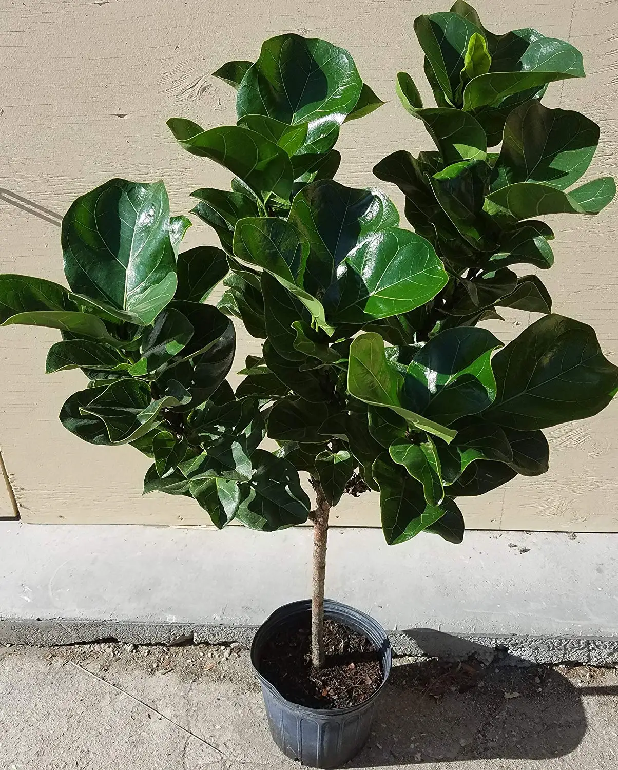 Фикус Капский Ficus capensis
