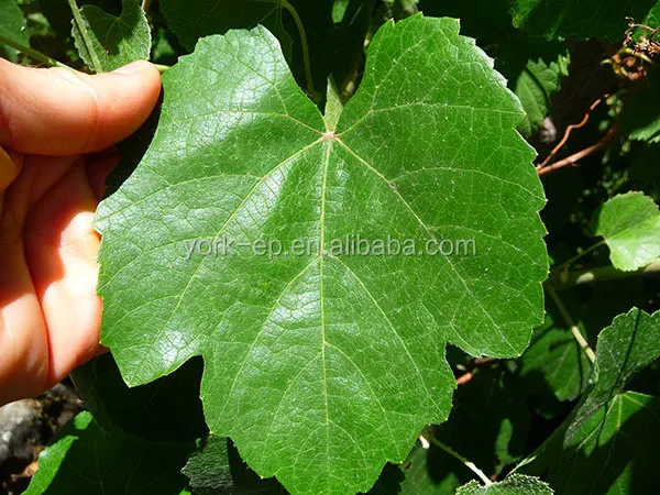 wild-grape-leaf.jpg