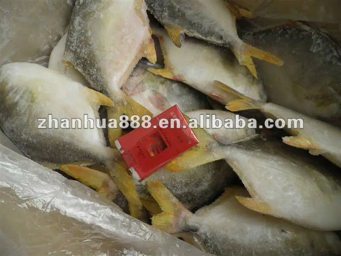 Pemasok Pabrik Grosir 600 700 Ikan Pompano Emas Beku Buy Pompano Ikan Beku Pompano Emas Ikan Emas Pompano Product On Alibaba Com