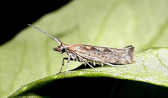 3%   beta-cyperthrin 1.5% ec 18 ec 制造商价格用于害虫控制