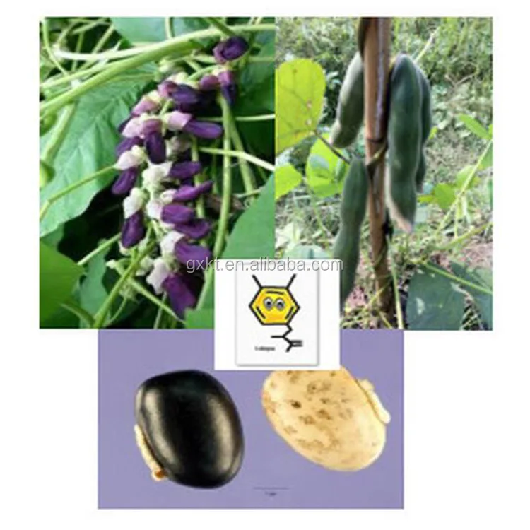 Foods that stimulate brain development picture 1