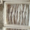 Baby squid (loligo japonica)