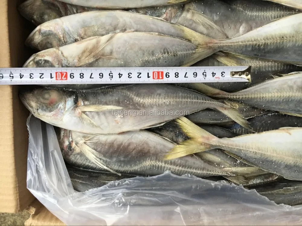 用于非洲市场的冷冻鲜鱼马mackerel 鱼mackerel Carapau Buy 冷冻新鲜马鲛鱼 鲅鱼干马胶鱼竹荚鱼 进口商在非洲