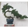 50cm height artificial bonsai black pine, indoor mini green pine tree artificial for sale