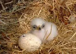 Quality Hatcing Eagle Eggs For Sale With Tracking Number