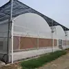 Oval shaped multi span vegetable hydroponics growing system plastic film greenhouse