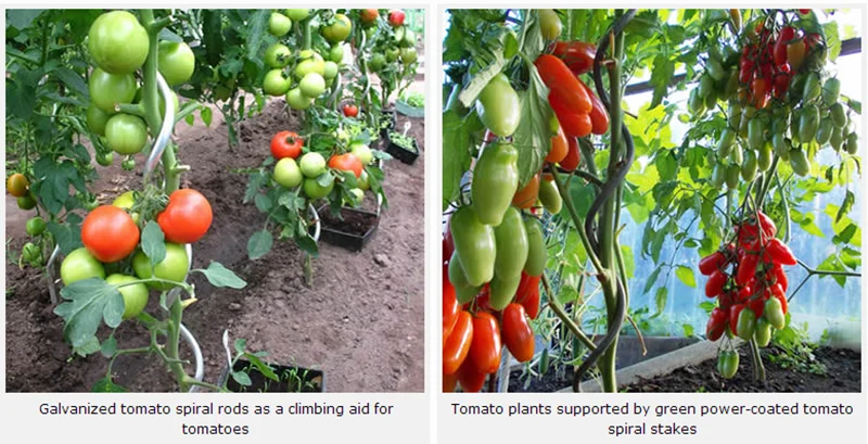 Tomato Spiral Stakes   Spiral Stakes For Tomatoes Tomato Spiral Support 