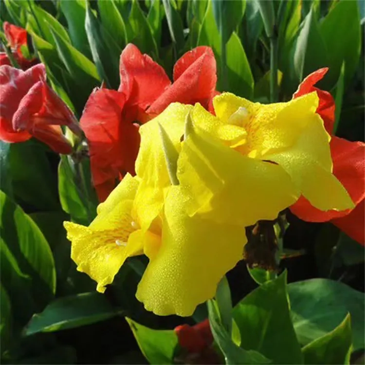 mei ren jiao quality supplier 100% nature canna indica flower
