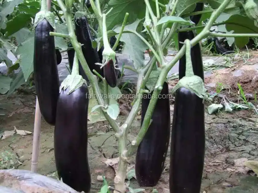 Hybrid F1 Black Long Eggplant Seeds For Growing Master Buy Hybrid Eggplant Seedsblack 