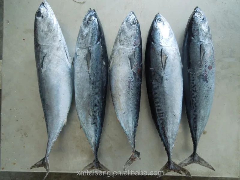 bonito (2).jpg
