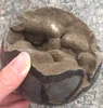 wholesale natural turtle egg fossil dragon stone ball septarian geoge sphere for home decoration